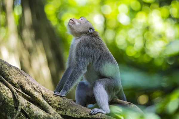 Kutsal Maymun Orman Ubud Bali Endonezya Maymun — Stok fotoğraf