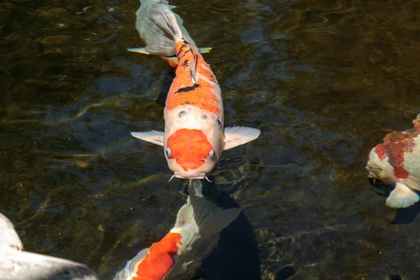 Koi Fische Cyprinus Carpio Haematopterus Fressen Einem Koi Teich Japan — Stockfoto