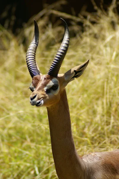 Cabeça Macho Gerenuk Gazelle — Fotografia de Stock