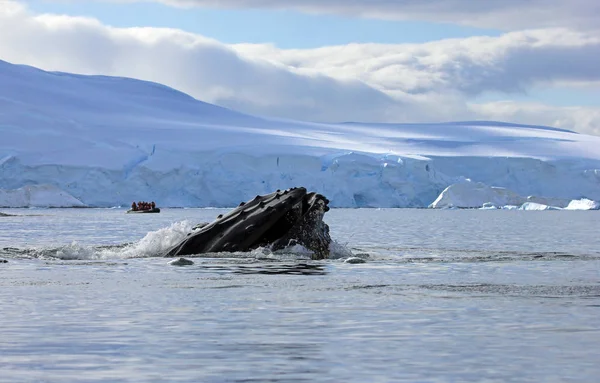 Testa Megattera Mostrando Immersione Penisola Antartica — Foto Stock