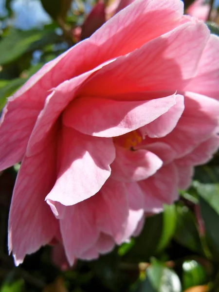 漂亮的粉红色花从侧面 — 图库照片