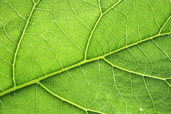 Fondo Abstracto Textura Hoja —  Fotos de Stock