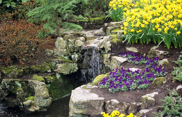 Панси Нарцисс Расцветают Небольшого Водопада Саду Кеукенхоф — стоковое фото