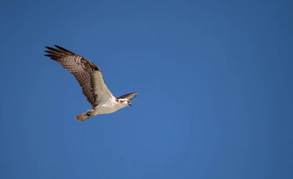 猛禽的猎物潘底翁 Haliaetus 飞越蓝色的天空上空的蛤通过在那不勒斯 佛罗里达州的早晨 — 图库照片