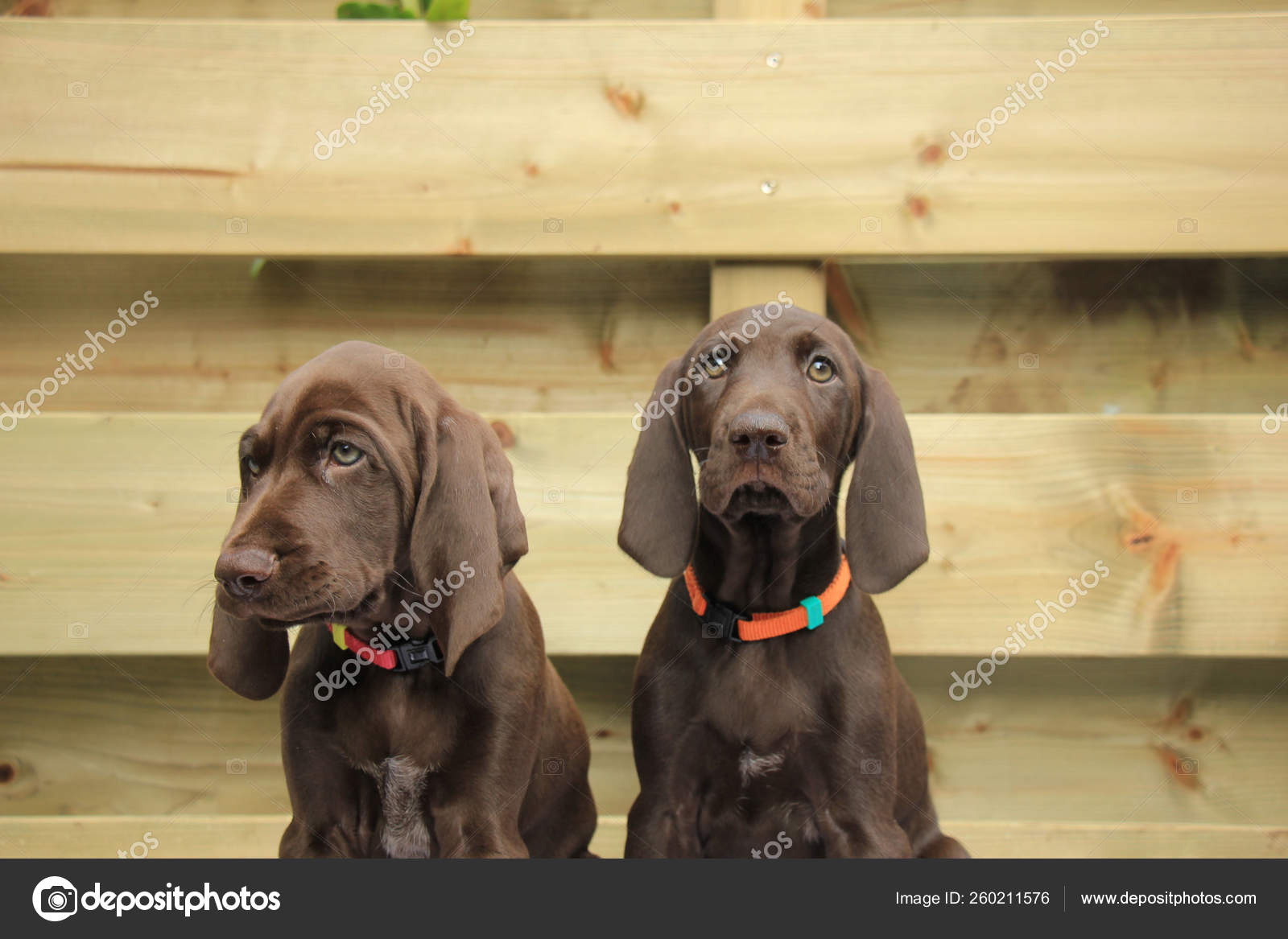 German Shorthaired Pointer Puppies Weeks Old Solid Liver Sisters