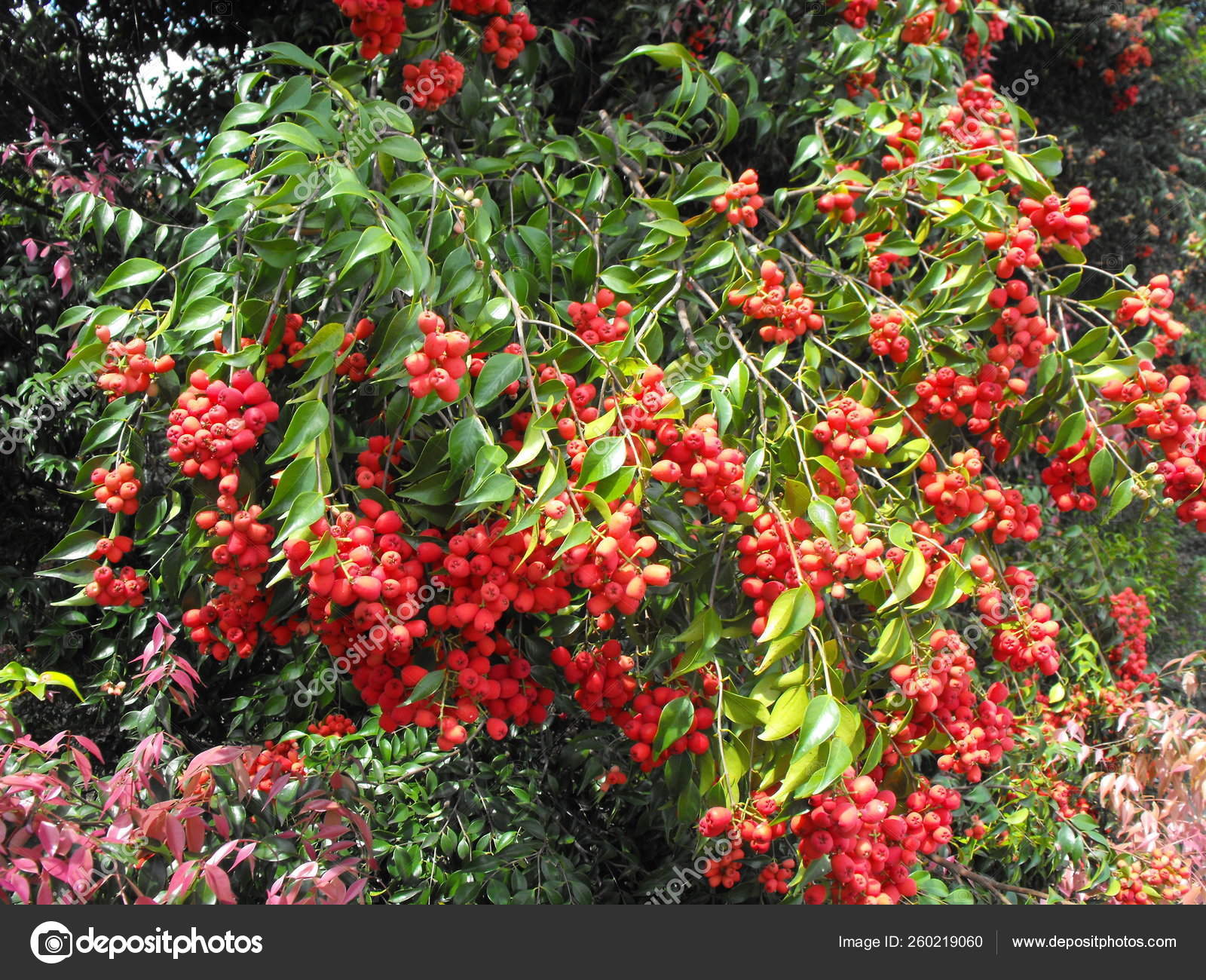 Lillypilly Australian Native Fruit Tree Showing Branch Laden Fruit Popular Stock Photo by
