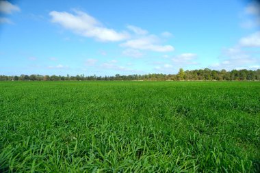 green rye field below blue sky clipart