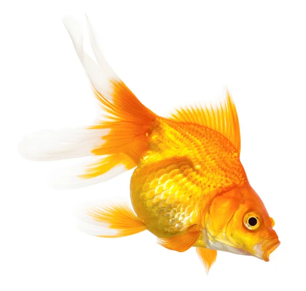 Peixe Dourado Isolado Sobre Fundo Branco — Fotografia de Stock