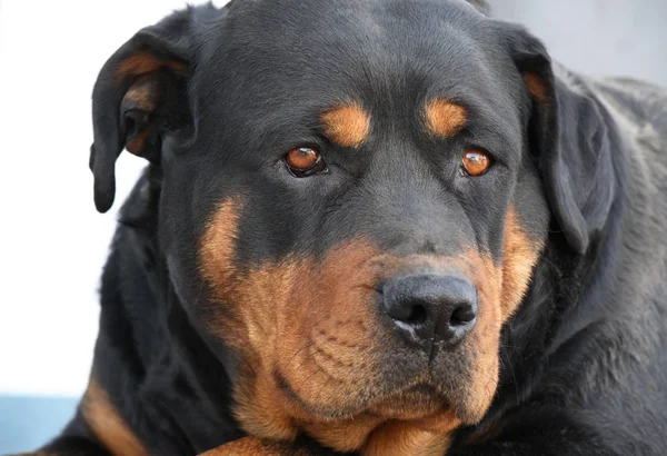 Ritratto Rottweiler Razza Pura Anni Che Aspetta Che Suo Padre — Foto Stock