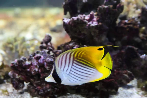 Butterflyfish Threadfin Recife Coral — Fotografia de Stock