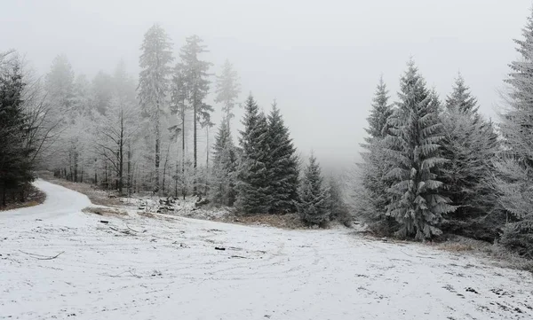 Snö Och Frost Aftonen December Skogen — Stockfoto