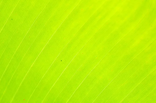 Fondo Hoja Plátano Verde — Foto de Stock