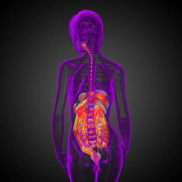 Hacer Ilustración Médica Del Sistema Digestivo Humano Vista Posterior — Foto de Stock
