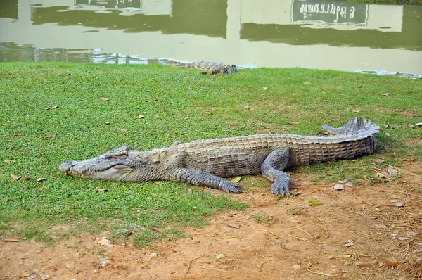 Krokodil Egy Farmon Thaiföld — Stock Fotó