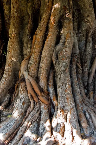 Close Shoot Tree Roots — Stock Photo, Image