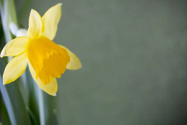Žluté Narcisy Barevném Pozadí Velikonoční Přání — Stock fotografie