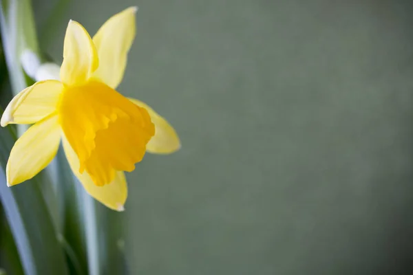 Amarelo Narcisos Fundo Colorido Cartão Saudação Páscoa — Fotografia de Stock