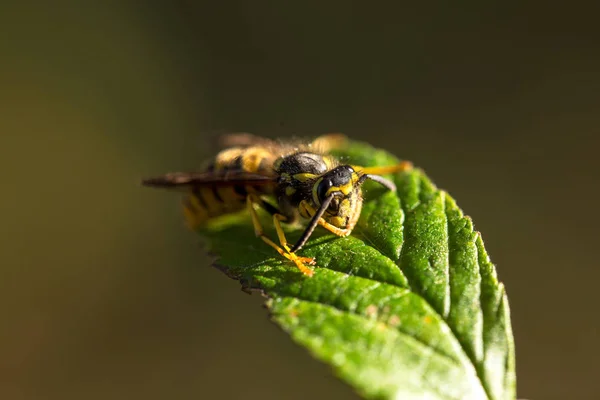 Bee Sedí Listí Ona Vyhřívá Slunci — Stock fotografie