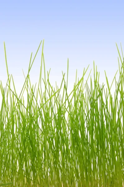 青空の下で緑と新鮮なイースター草 — ストック写真