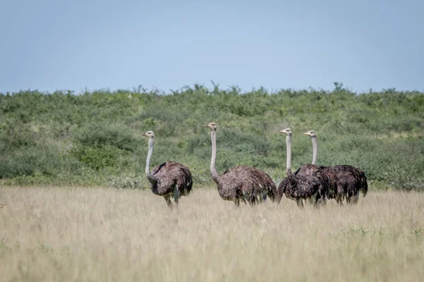 ダチョウのグループ中央カラハリ ボツワナの高い草の中に立っています — ストック写真