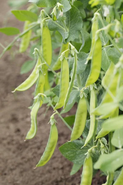 庭で育つ砂糖エンドウ豆 — ストック写真