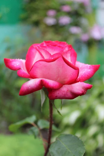 Крупным Планом Изображение Розовой Розы Капли Росы — стоковое фото