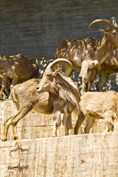Gündüz Spanyol Ibex — Stok fotoğraf