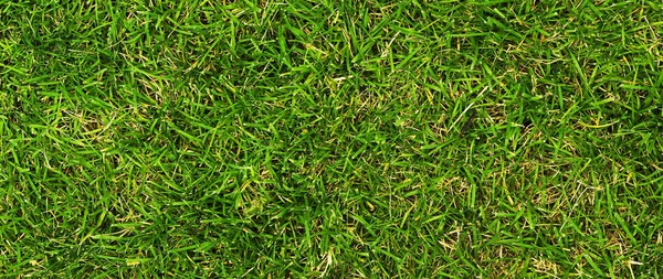 非常に厚く 密な緑のカニの草 — ストック写真
