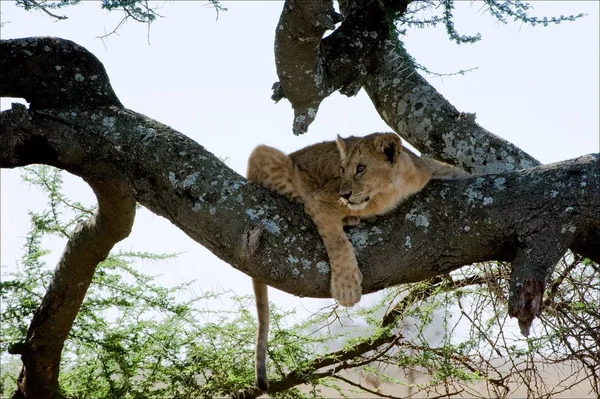 Young Lion Sits Tree Branch — Stock Photo, Image