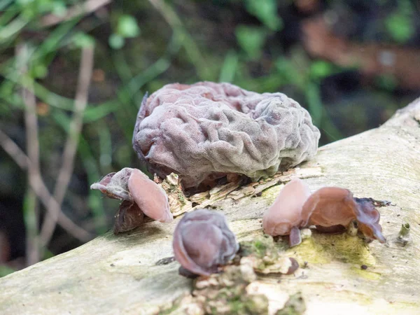 Primer Plano Setas Cerebrales Creciendo Registro Fuera Inglaterra Reino Unido — Foto de Stock