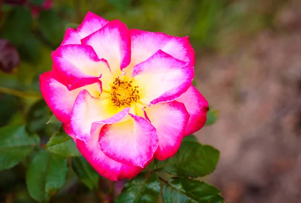 Rosa Perfumada Plena Floração Washington Park Rose Garden Portland Oregon — Fotografia de Stock