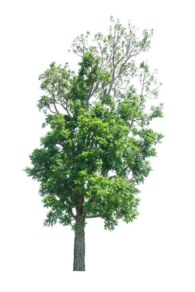 Arbre Isolé Sur Fond Blanc — Photo