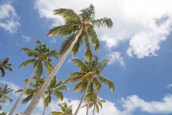 Palmeras Cielo República Dominicana — Foto de Stock