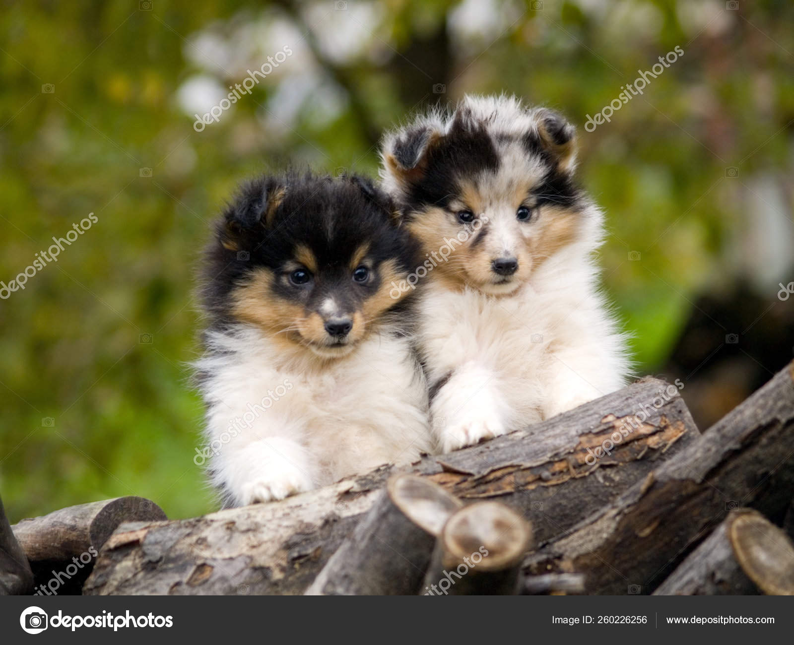 cute sheltie puppies