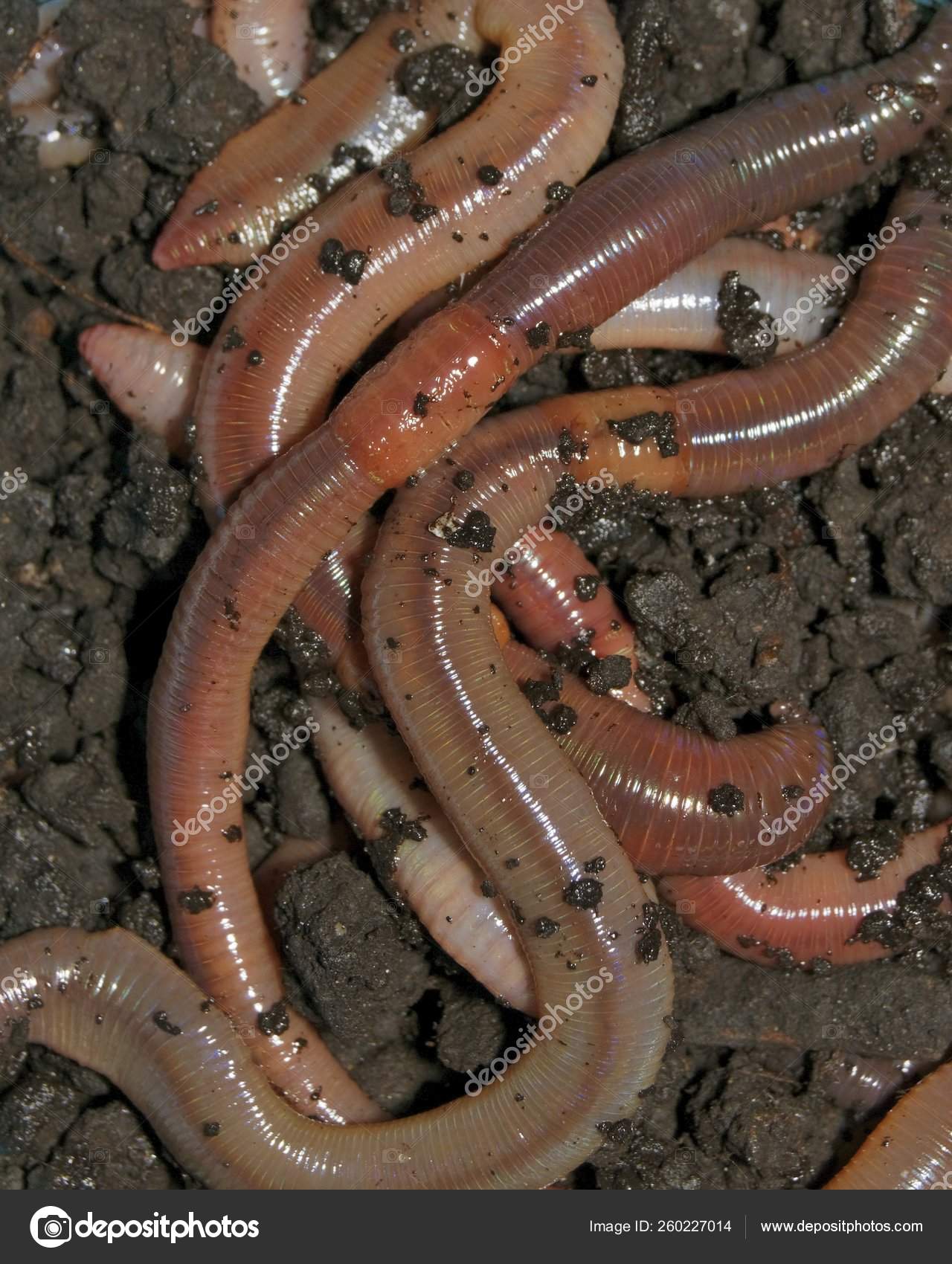 Nightcrawler Earth Worms Used Fishing Bait — Stock Photo © YAYImages  #260227014