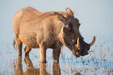 Brown hairy warthog in the water of a river clipart
