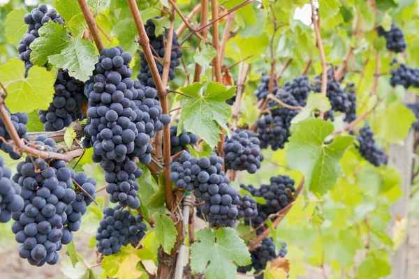 Uvas Vino Tinto Viñas Viñedo — Foto de Stock