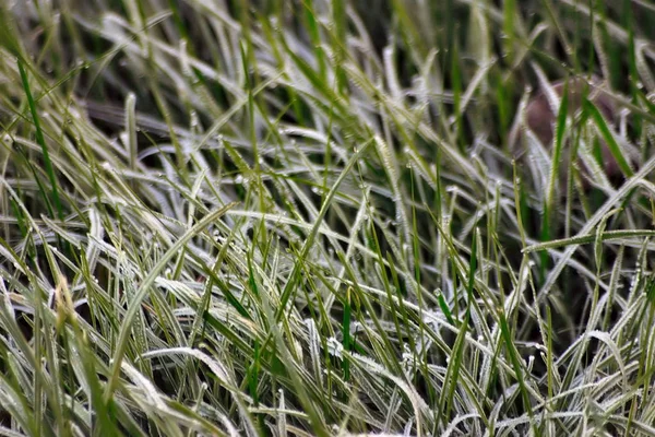 Жесткая Жареная Траве — стоковое фото
