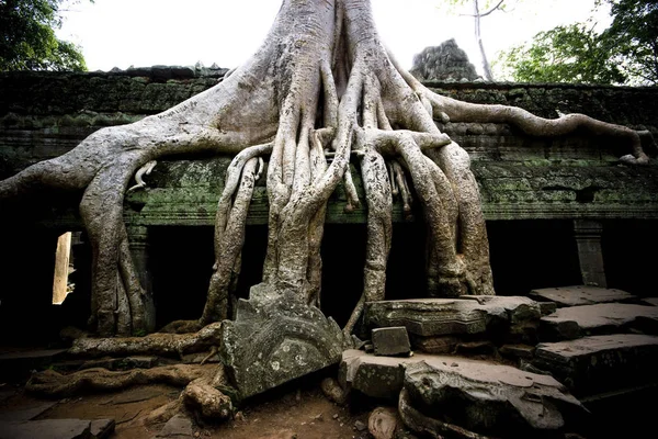 カンボジア チェンコールのタ プロム寺院に巨大な根を持つ木 — ストック写真