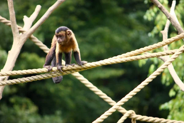 친원숭이 — 스톡 사진