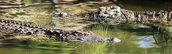 Napfényben Zöld Vízben Úszás Két Krokodilok — Stock Fotó