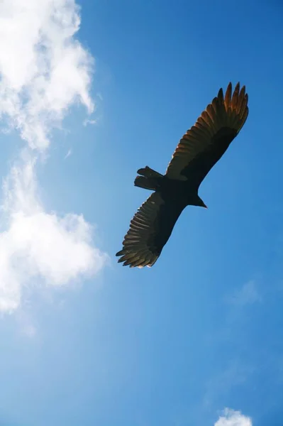Imagem Uma Águia Voadora Frente Nuvens Maravilhosas — Fotografia de Stock