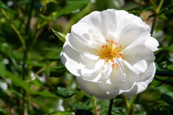 Rosa Blanca Viva Arbusto —  Fotos de Stock