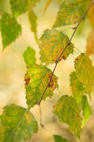 Březové Větve Stromů Barevné Podzimní Listí — Stock fotografie