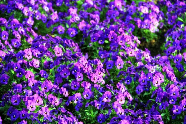 Hermosas Violetas Parque Soleada Tarde Primavera —  Fotos de Stock