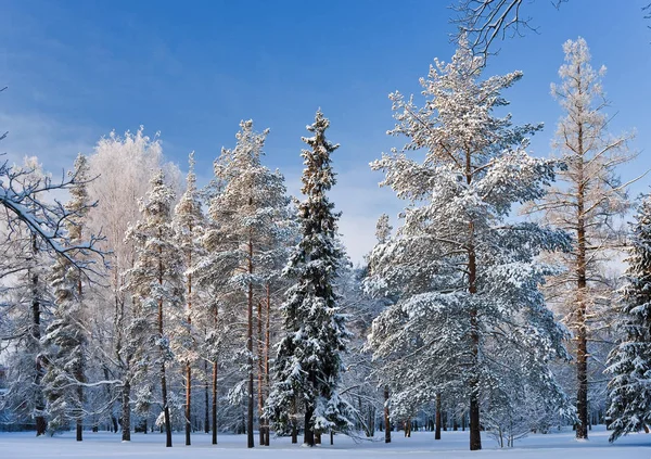 Dia Ensolarado Inverno Parque — Fotografia de Stock