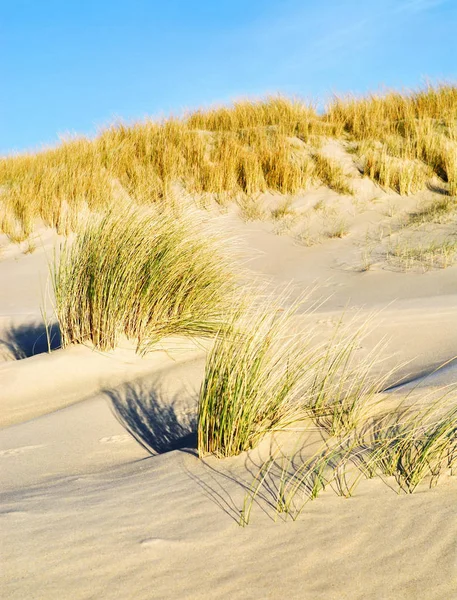 Хвиляста Трава Пісок Уздовж Моря — стокове фото