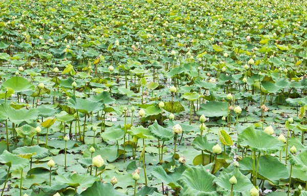 Foto Stock Paisaje Del Estanque Loto — Foto de Stock