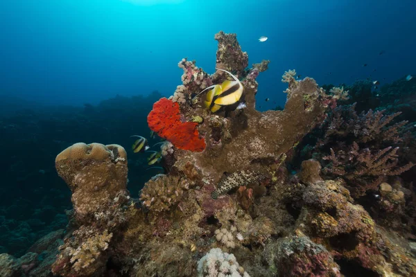 Peces Arrecifes Tropicales Mar Rojo —  Fotos de Stock