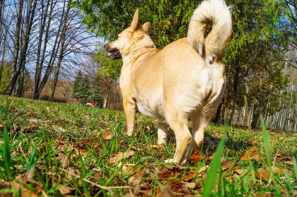 Cão Parque Procura Seu Proprietário — Fotografia de Stock